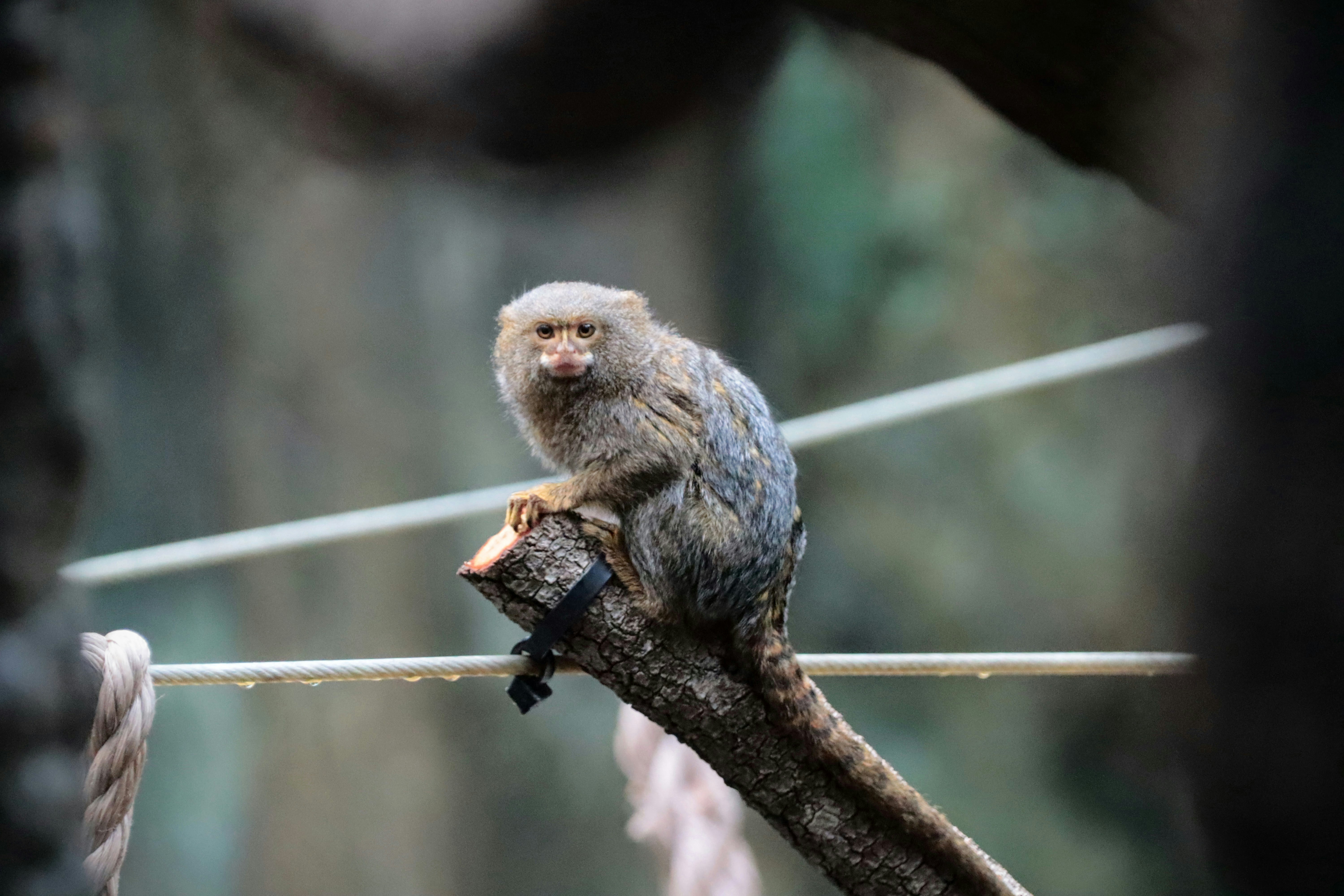 a small monkey sitting on top of a tree branch
