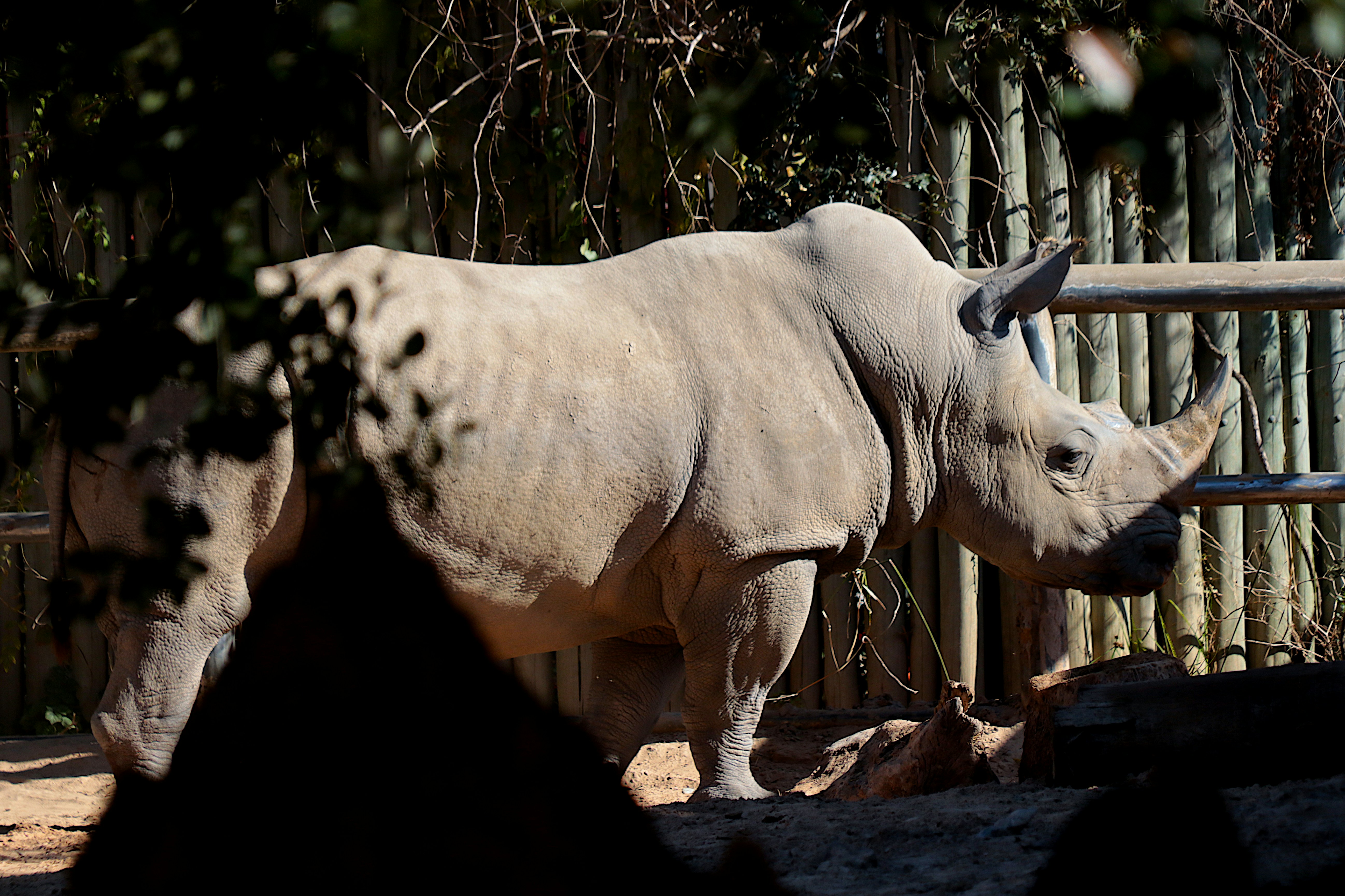 a rhino standing next to a wooden fence