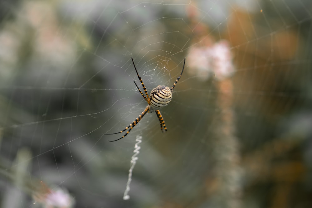 a close up of a spider on a web