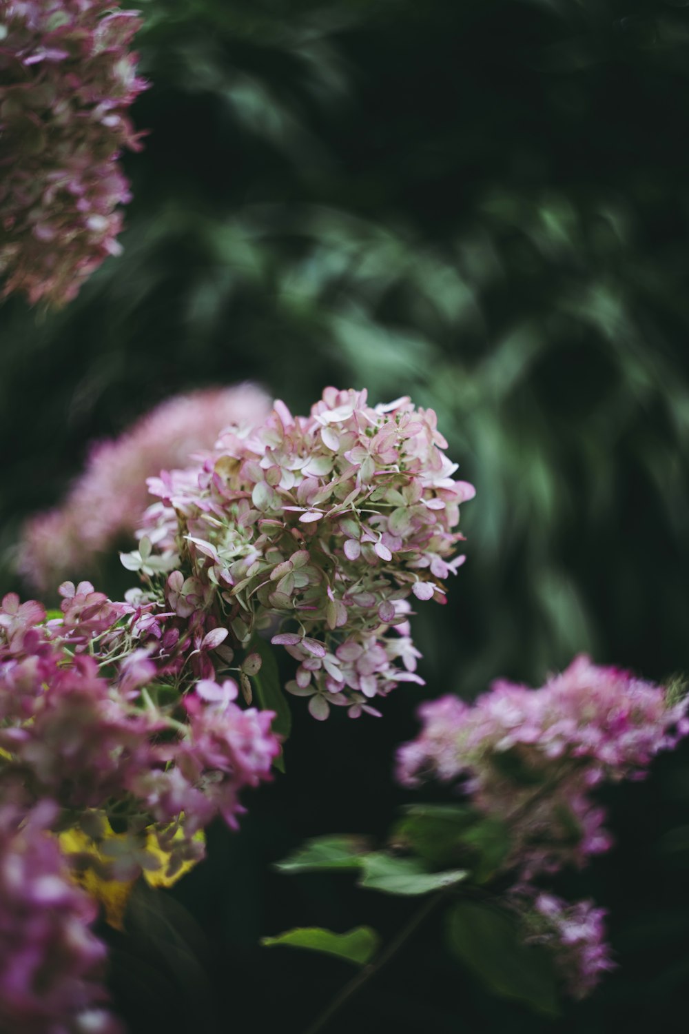 un mazzo di fiori che sono nell'erba