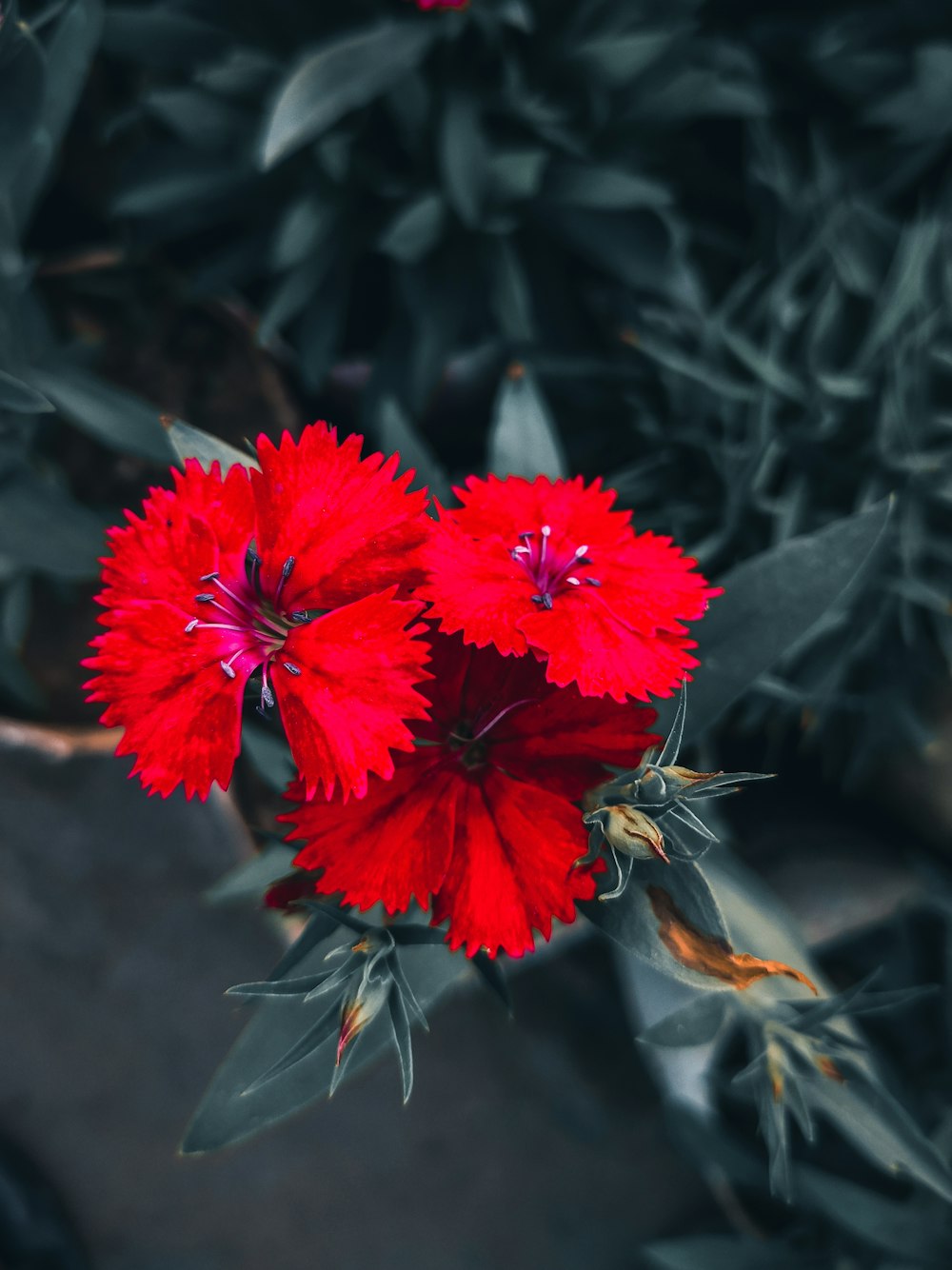 un primo piano di un fiore rosso su una pianta