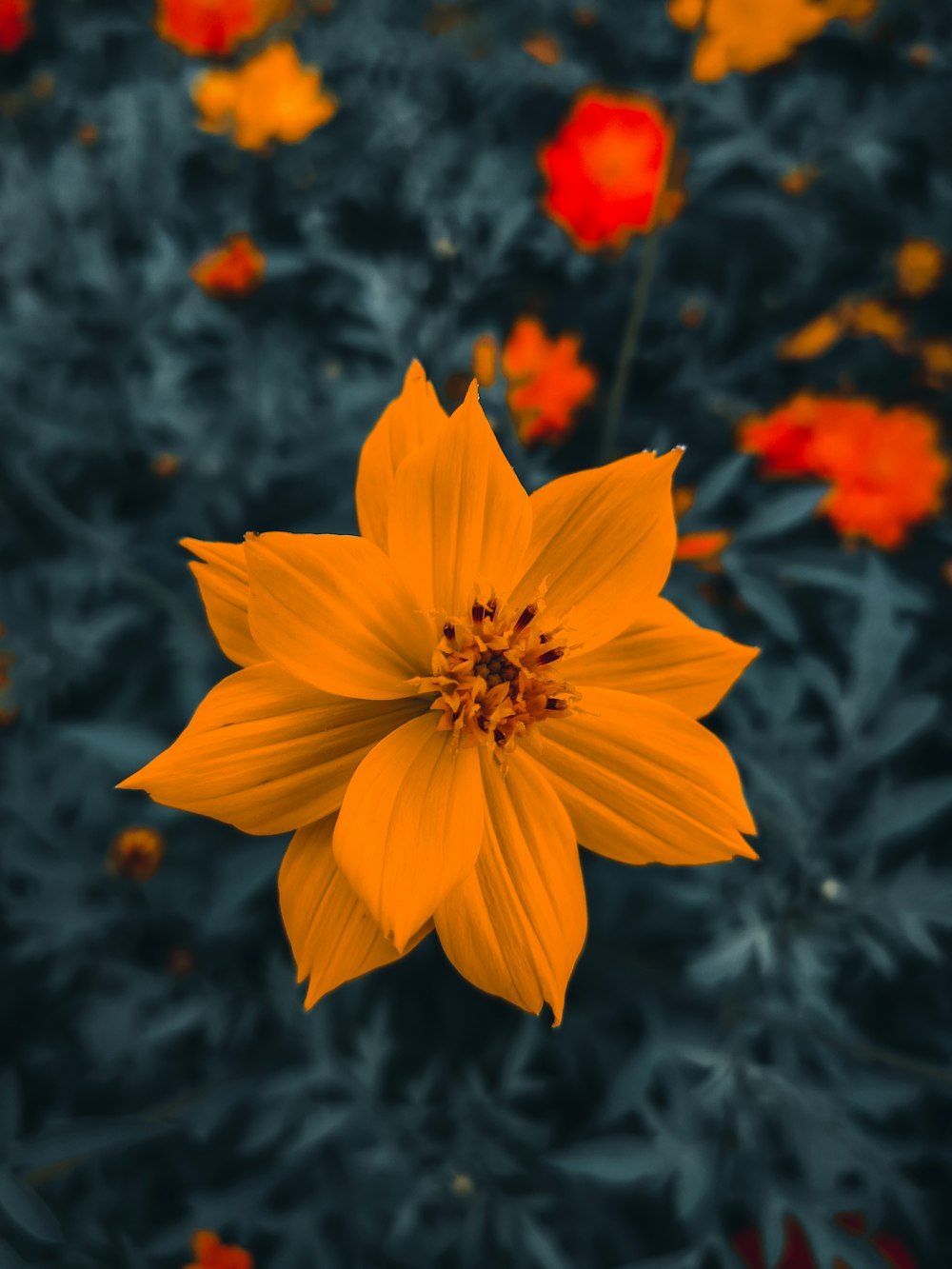 a yellow flower is in the middle of a field