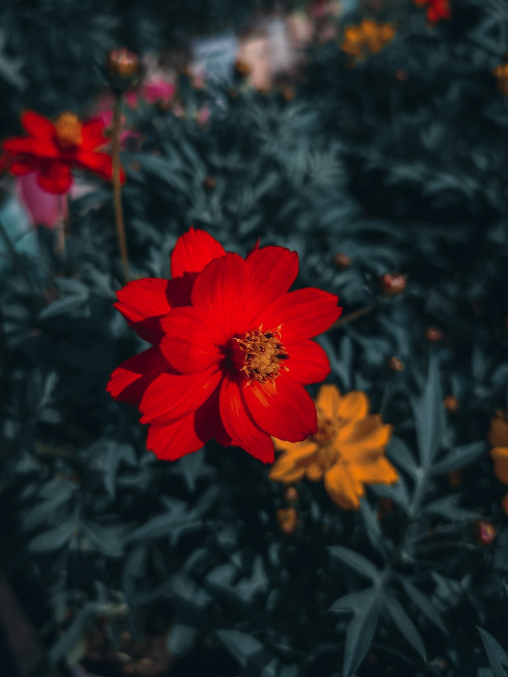 a close up of a red flower with other flowers in the background