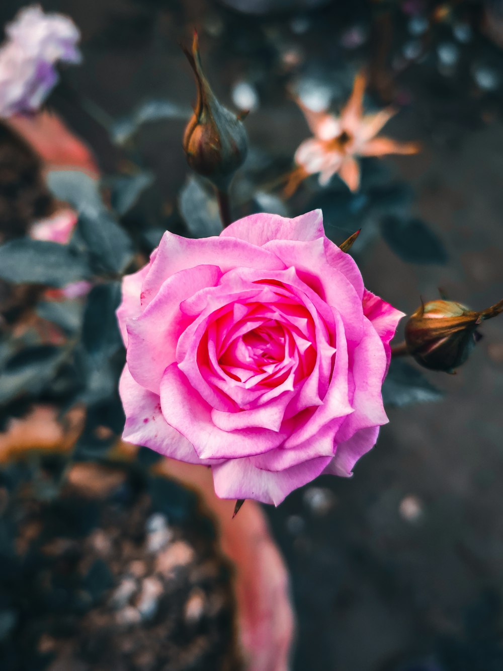 a pink rose is blooming in a garden