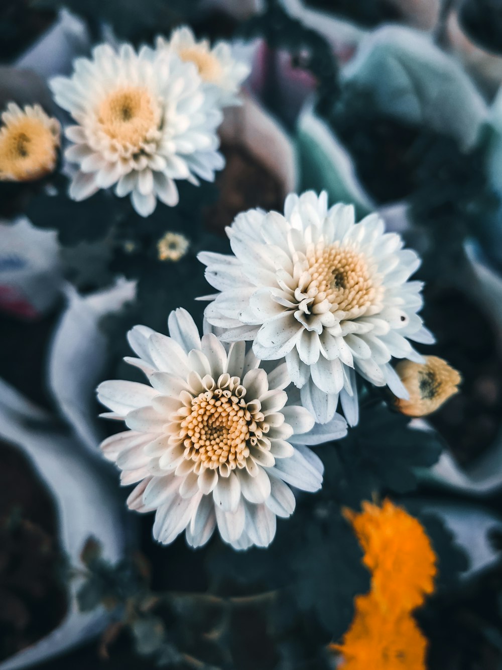 a group of white flowers sitting on top of a table