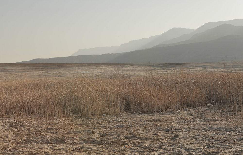 a field of dry grass with mountains in the background