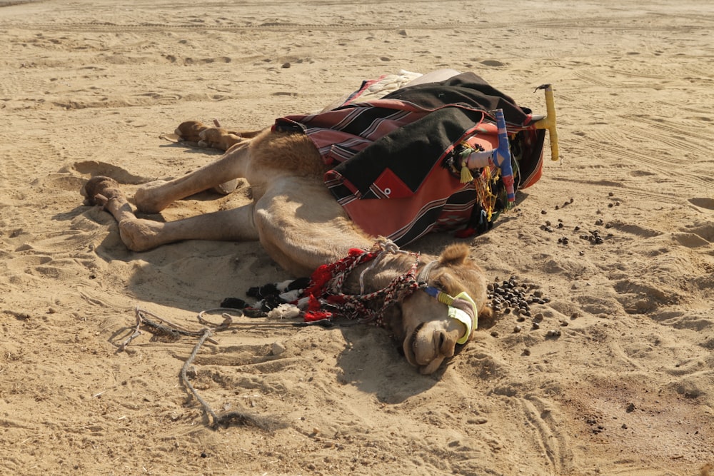 a camel laying in the sand on a beach