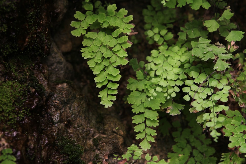 a close up of a plant with green leaves