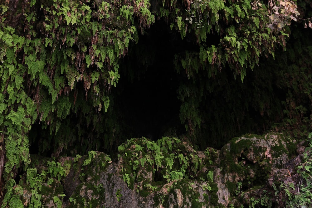 a cave in the middle of a forest filled with trees