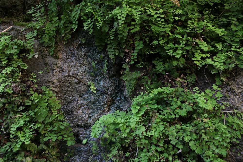 a bunch of green plants growing on the side of a mountain