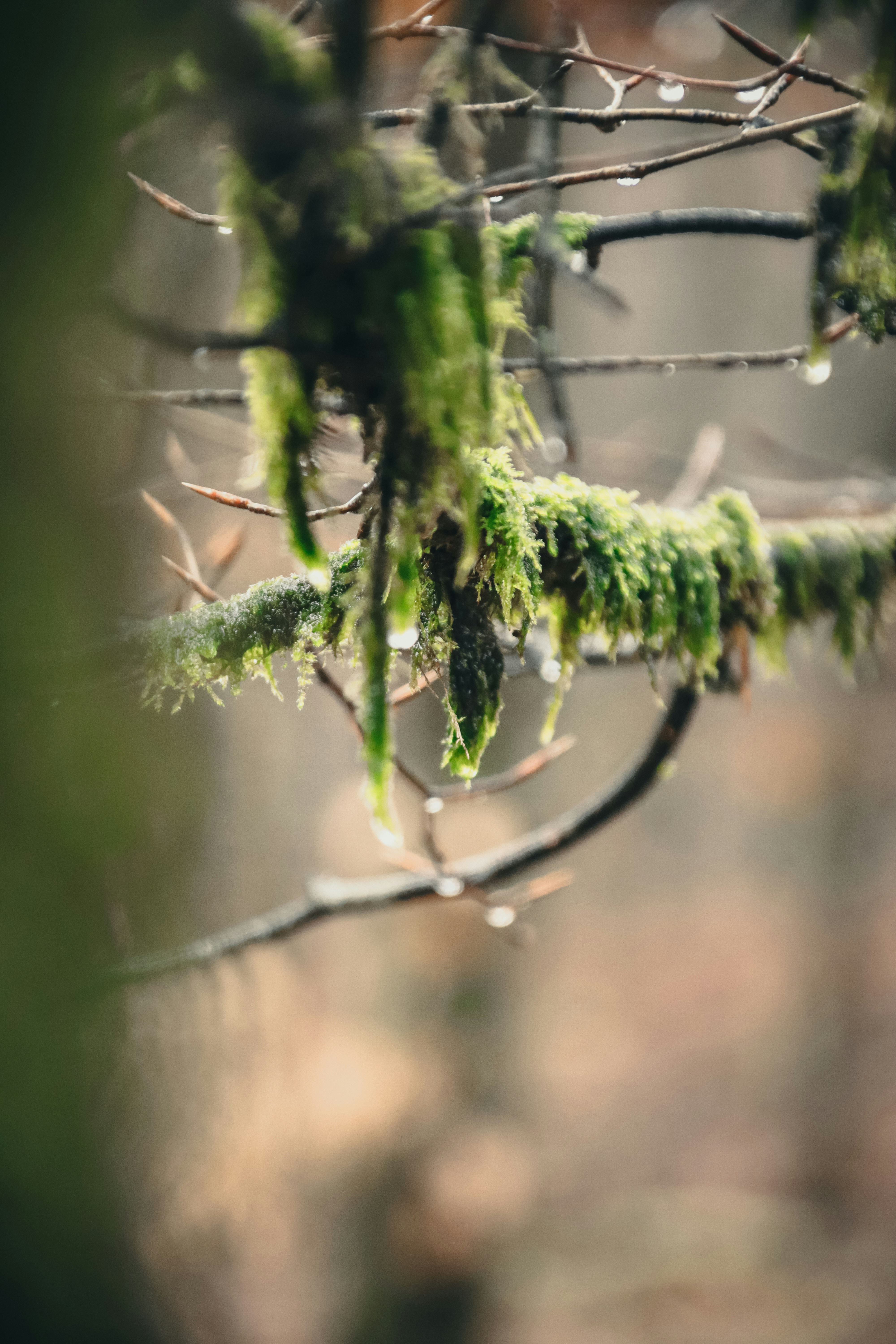 Photo by shanavaro