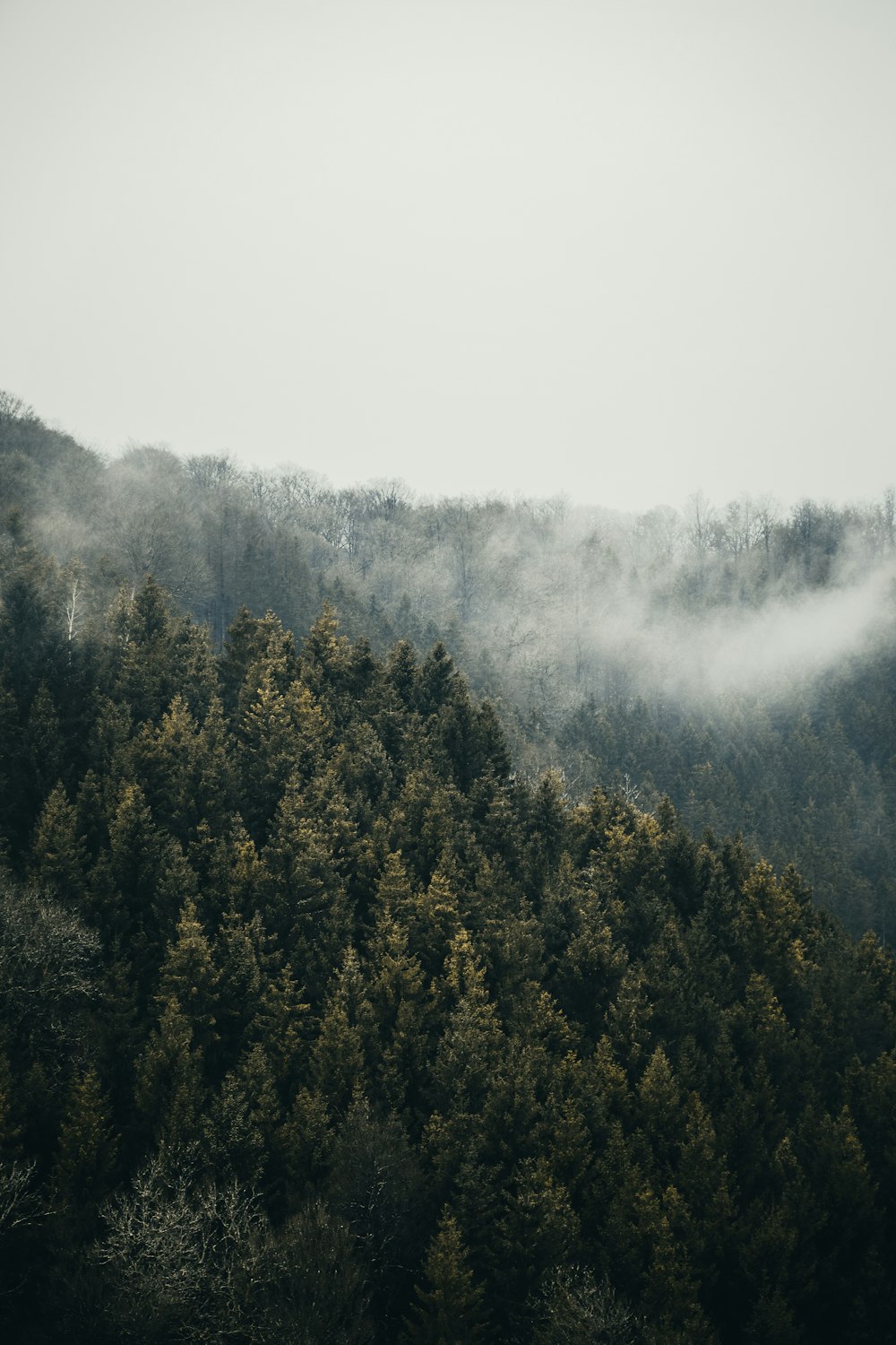 a mountain covered in fog with trees in the foreground