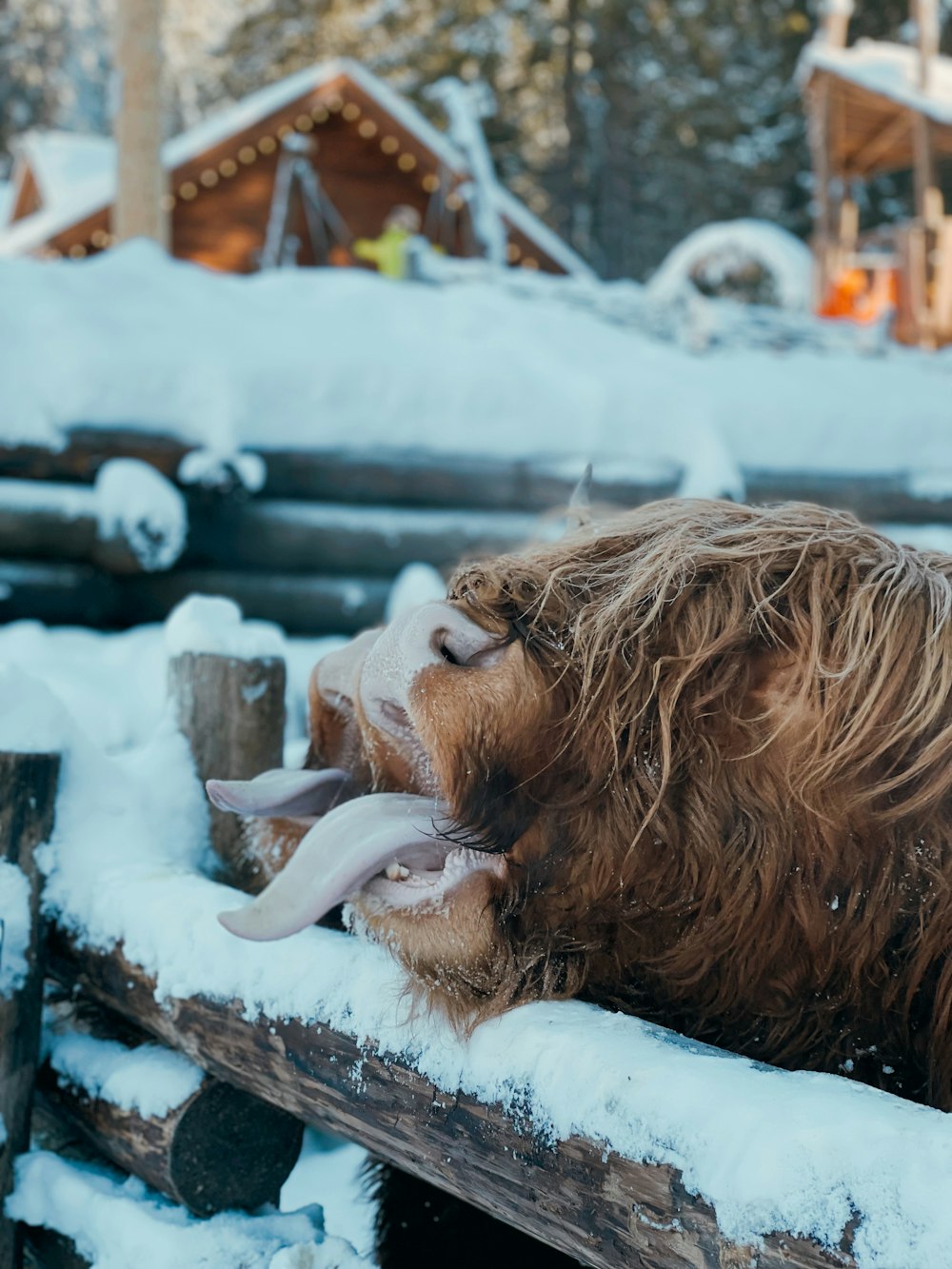 a yak laying on top of a wooden fence covered in snow