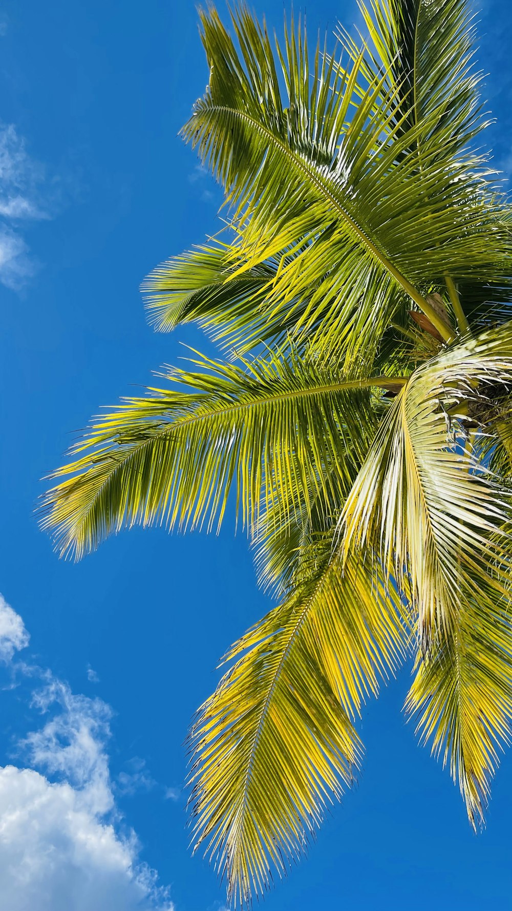 a palm tree with a blue sky in the background