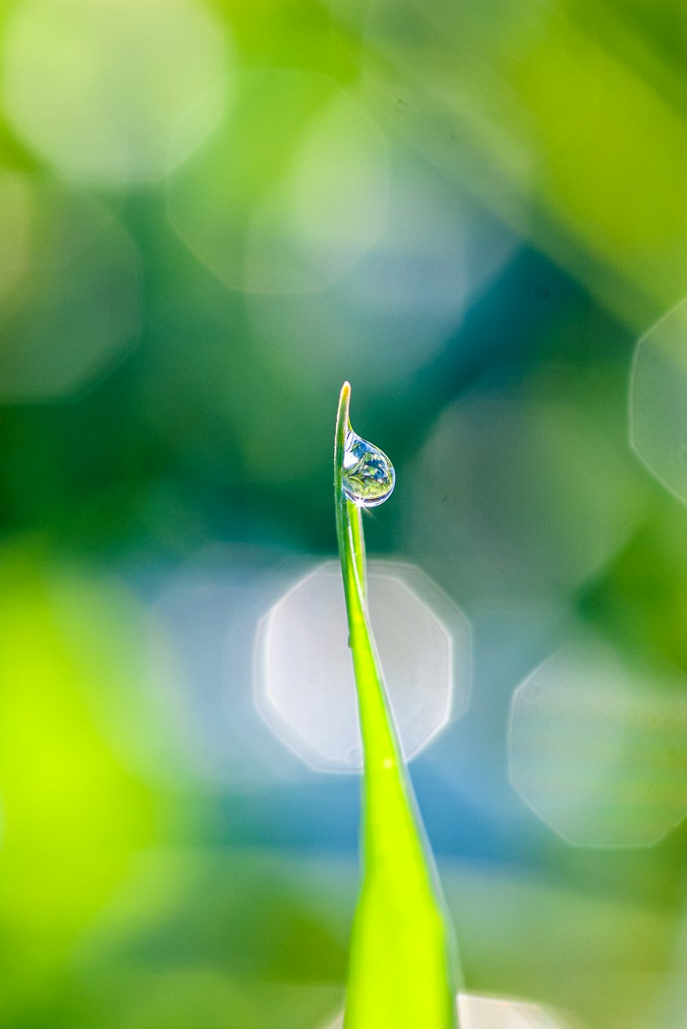 a drop of water sitting on top of a green leaf