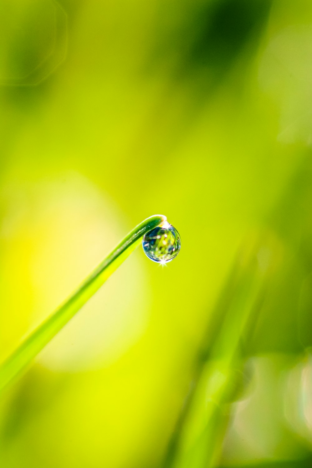 a drop of water sitting on top of a blade of grass