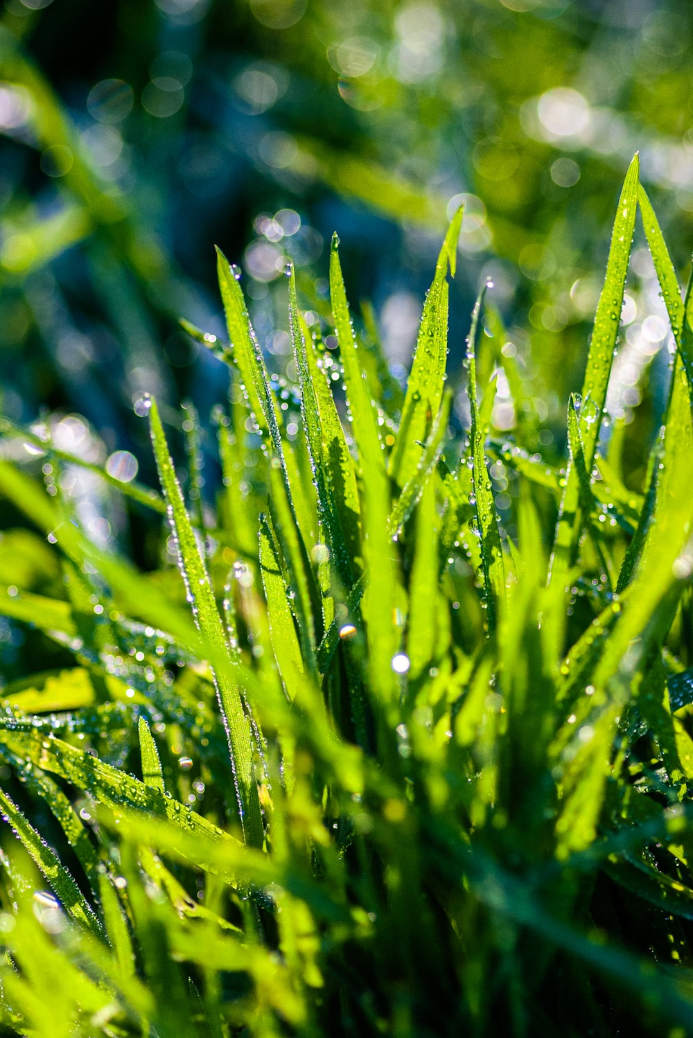 um close up de grama com gotículas de água sobre ele