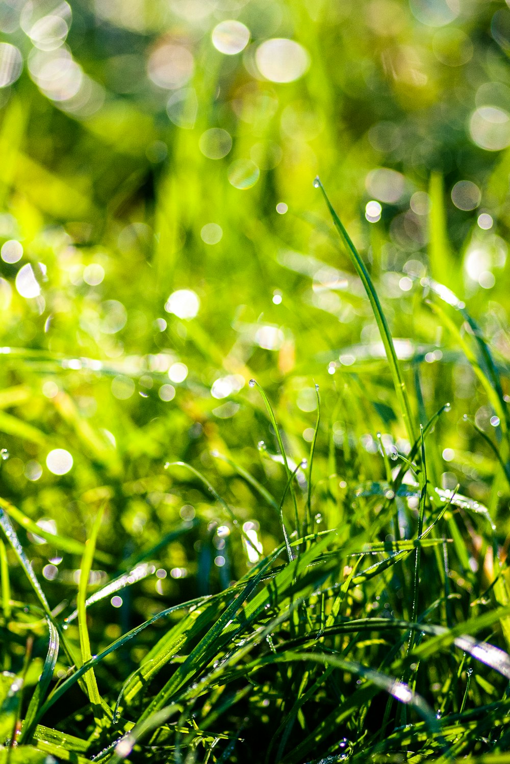 a close up of grass with water droplets on it