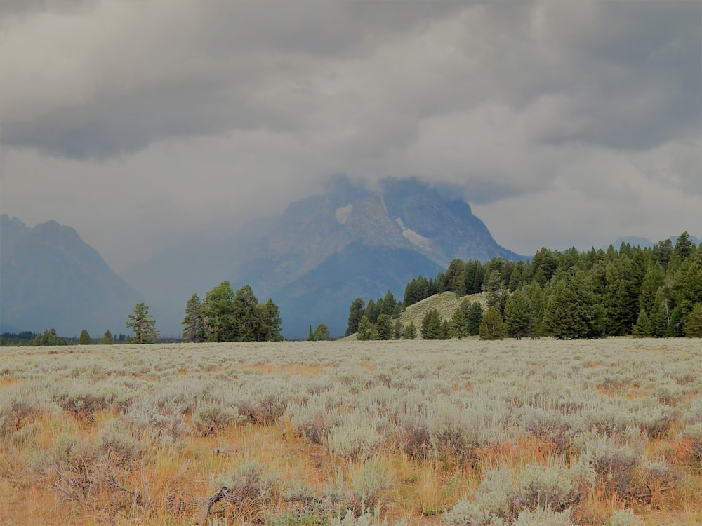 a field with a mountain in the background