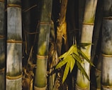 A cluster of tall bamboo stalks with a vivid green hue, lined with horizontal rings. Leaves extend from one of the stalks, casting shadows in the warm, golden light filtering through the forest. The bamboo's surface is slightly textured and varies in color from green to muted gray.