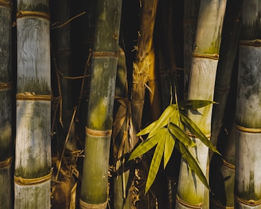 A cluster of tall bamboo stalks with a vivid green hue, lined with horizontal rings. Leaves extend from one of the stalks, casting shadows in the warm, golden light filtering through the forest. The bamboo's surface is slightly textured and varies in color from green to muted gray.