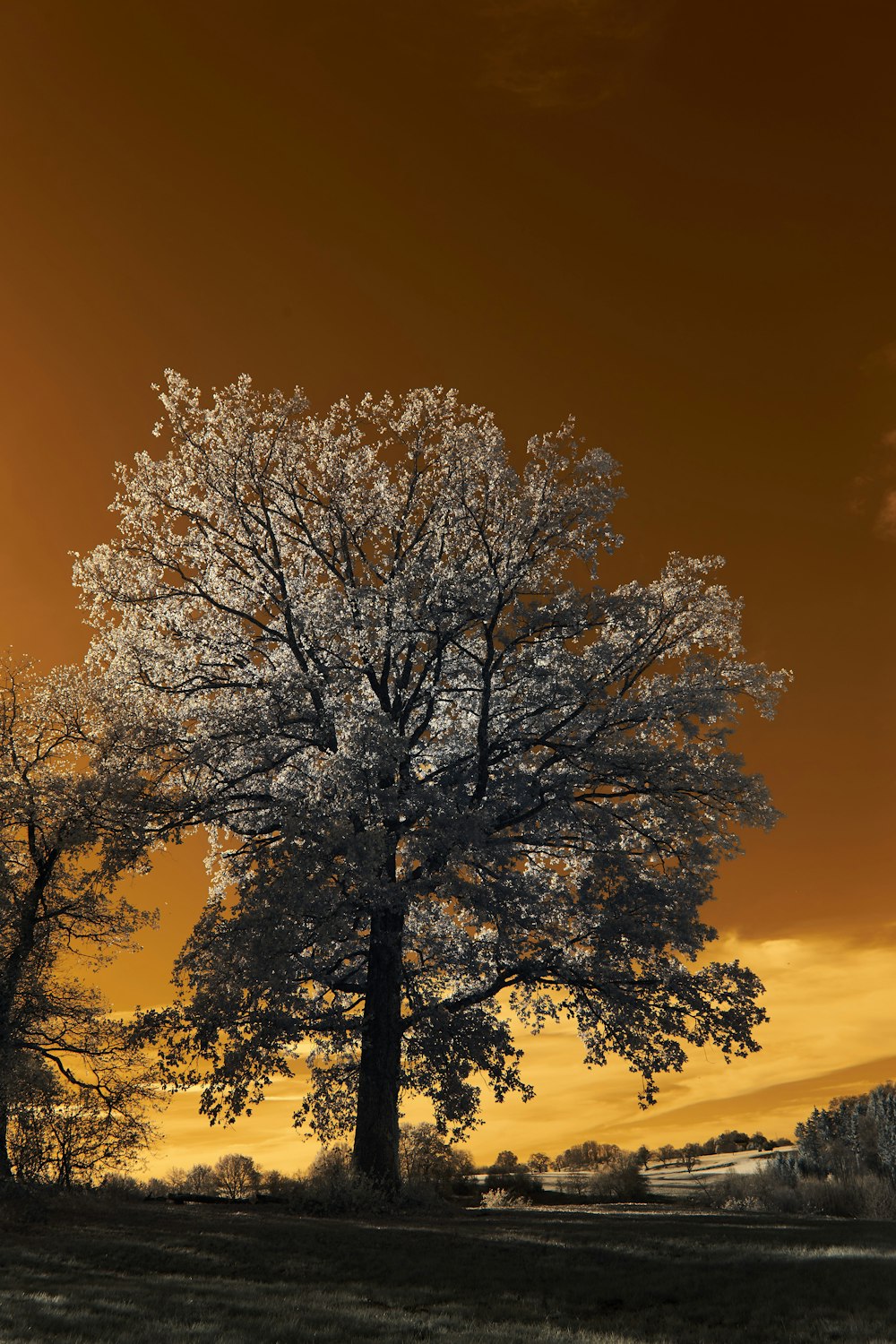 a tree with a sunset in the background