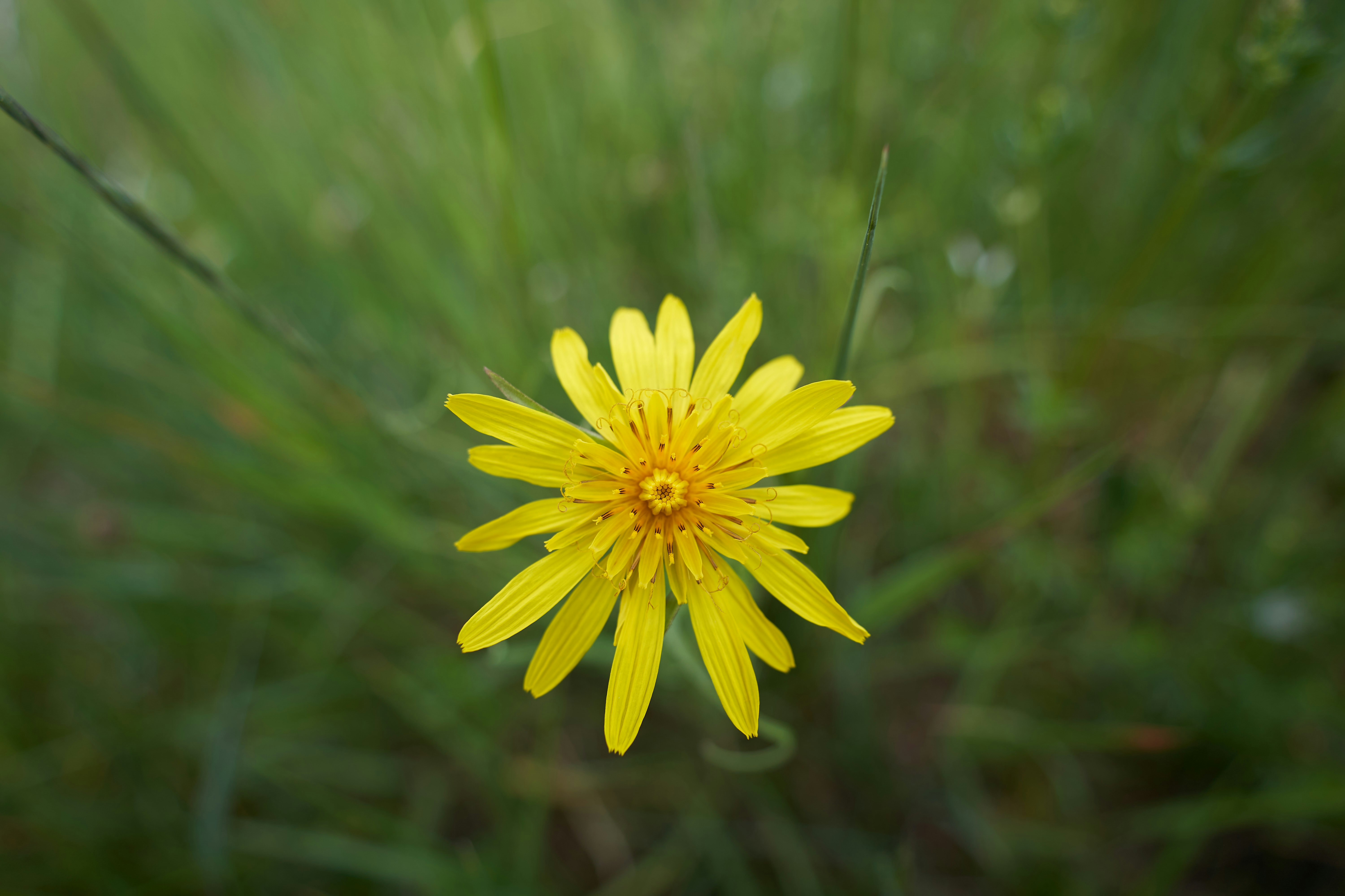 Photo by wolfgang_hasselmann