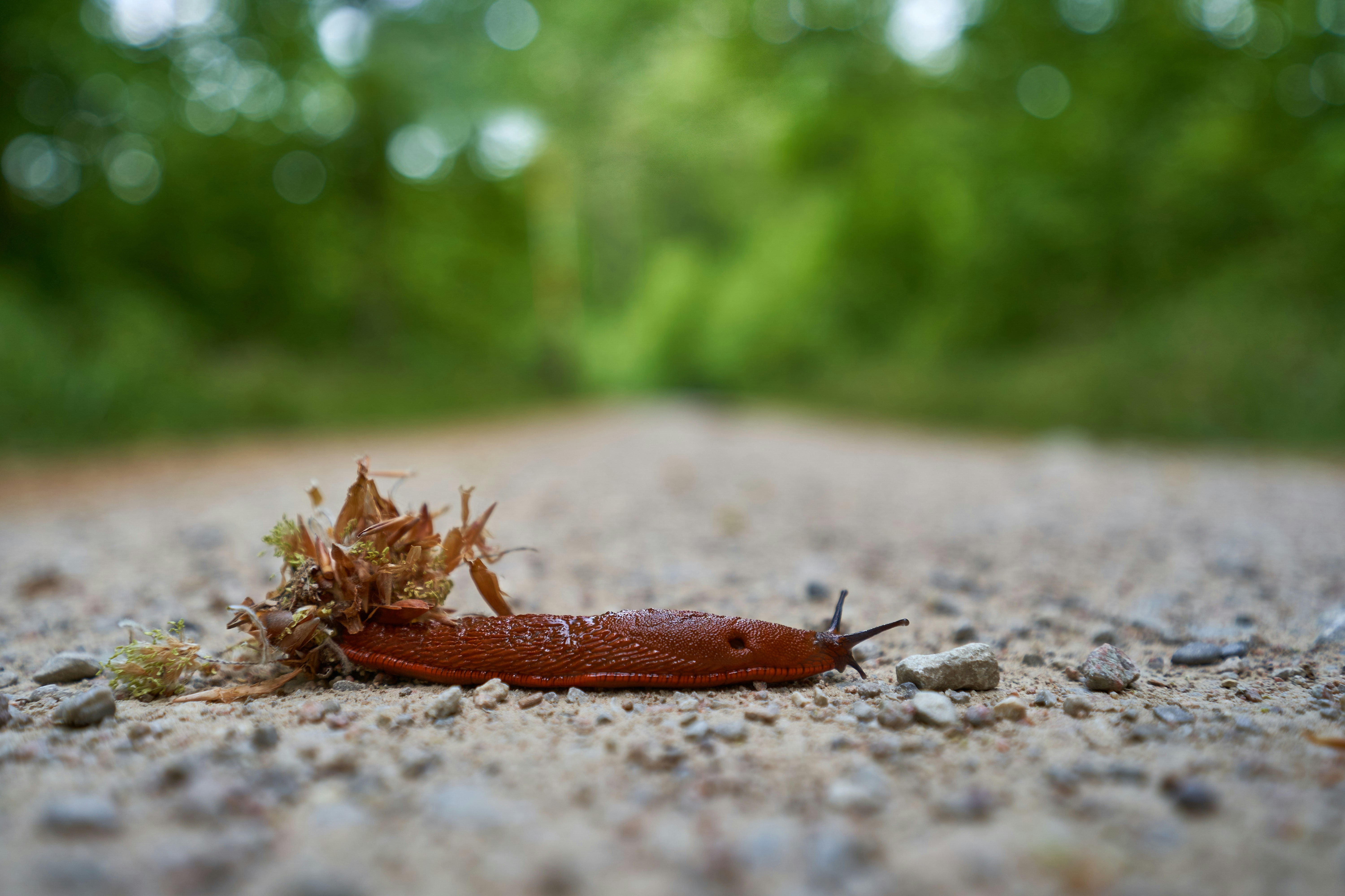 Photo by wolfgang_hasselmann