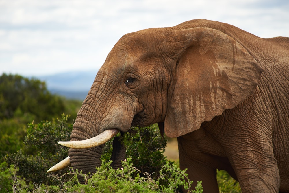 an elephant with long tusks standing in a field
