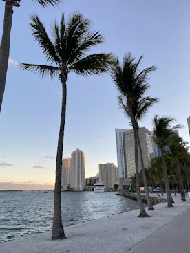 a couple of palm trees that are by the water