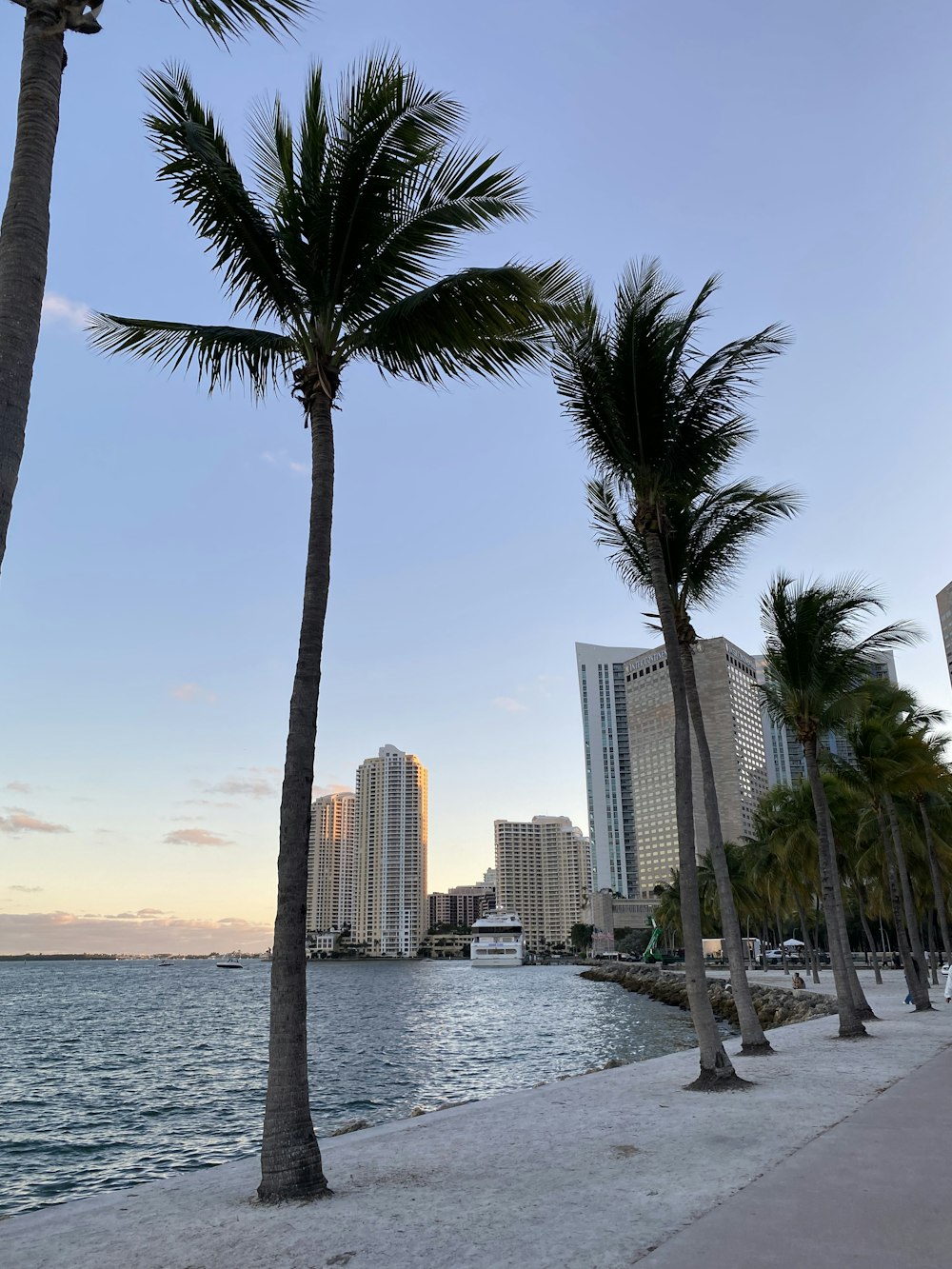 a couple of palm trees that are by the water