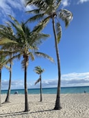 a beach with palm trees and a blue sky