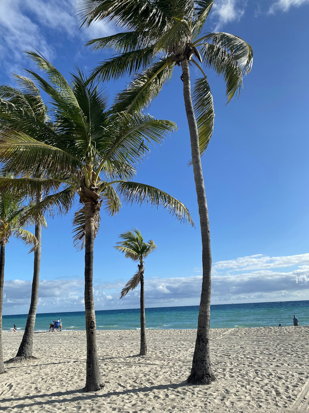 a beach with palm trees and a blue sky