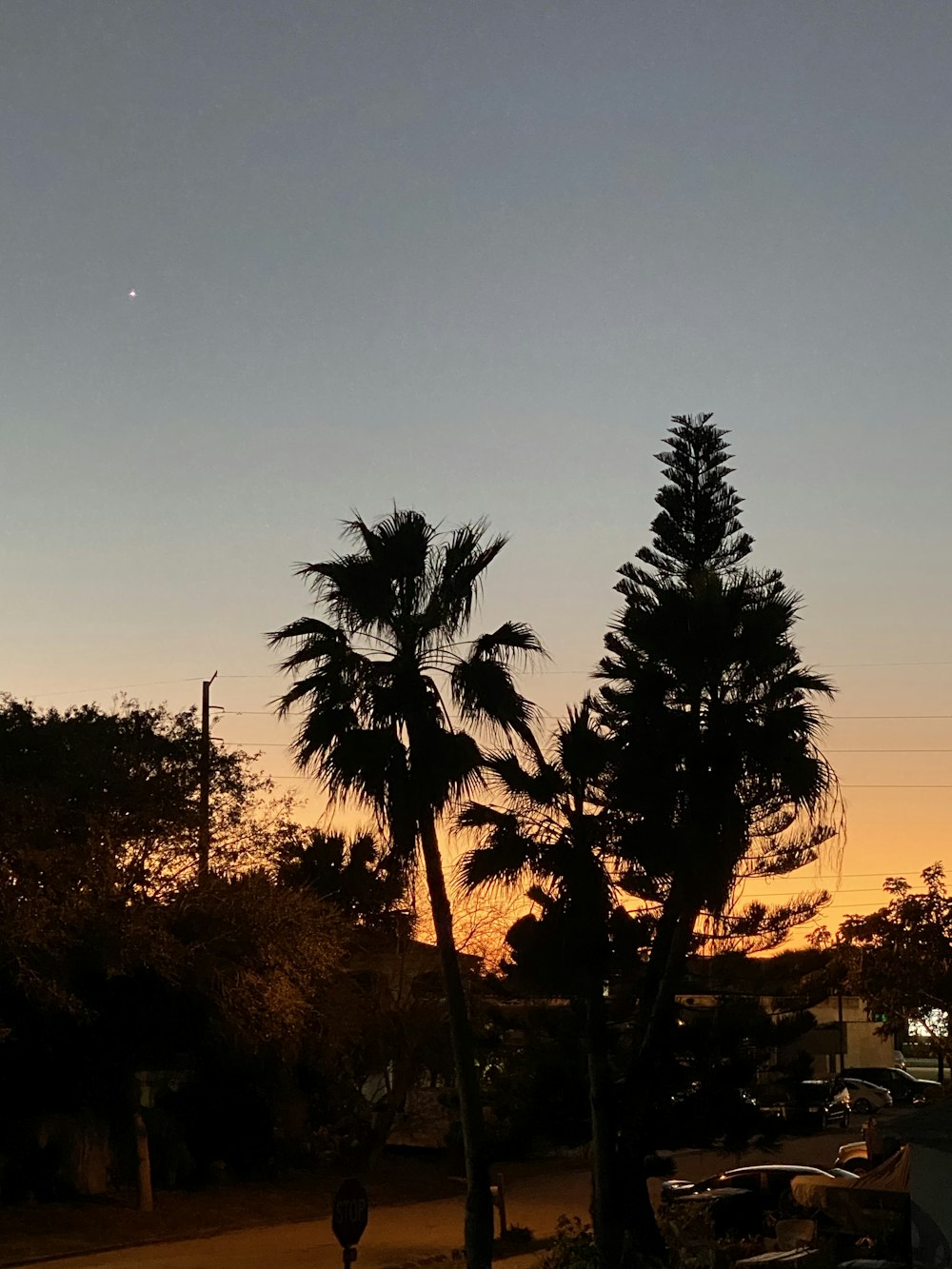 a couple of palm trees sitting next to each other