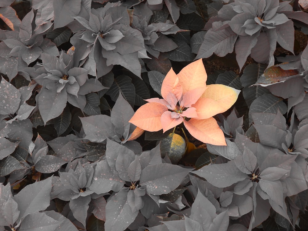 una flor que está sentada en medio de unas hojas