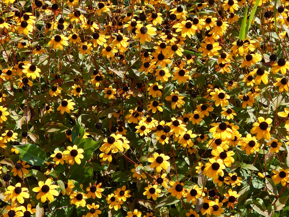 a field of yellow flowers with green leaves