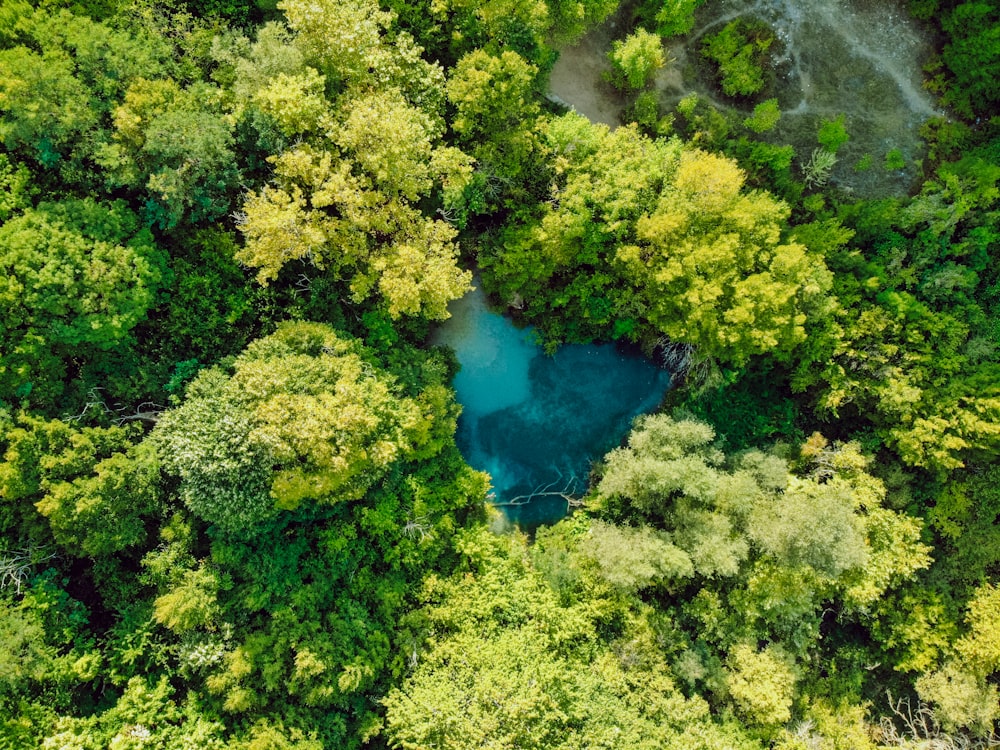 an aerial view of a river in the middle of a forest