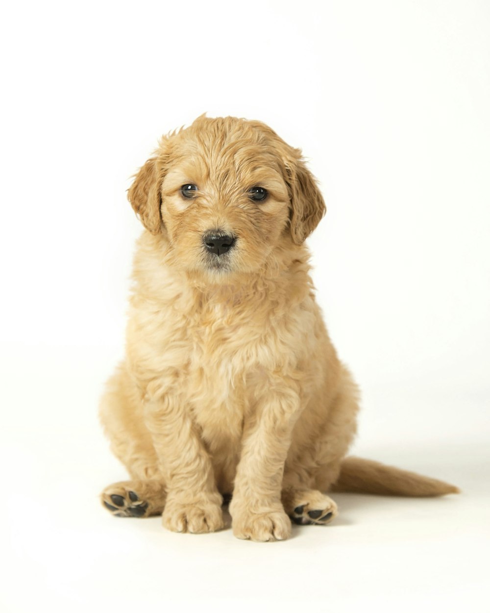 a small brown dog sitting on top of a white floor