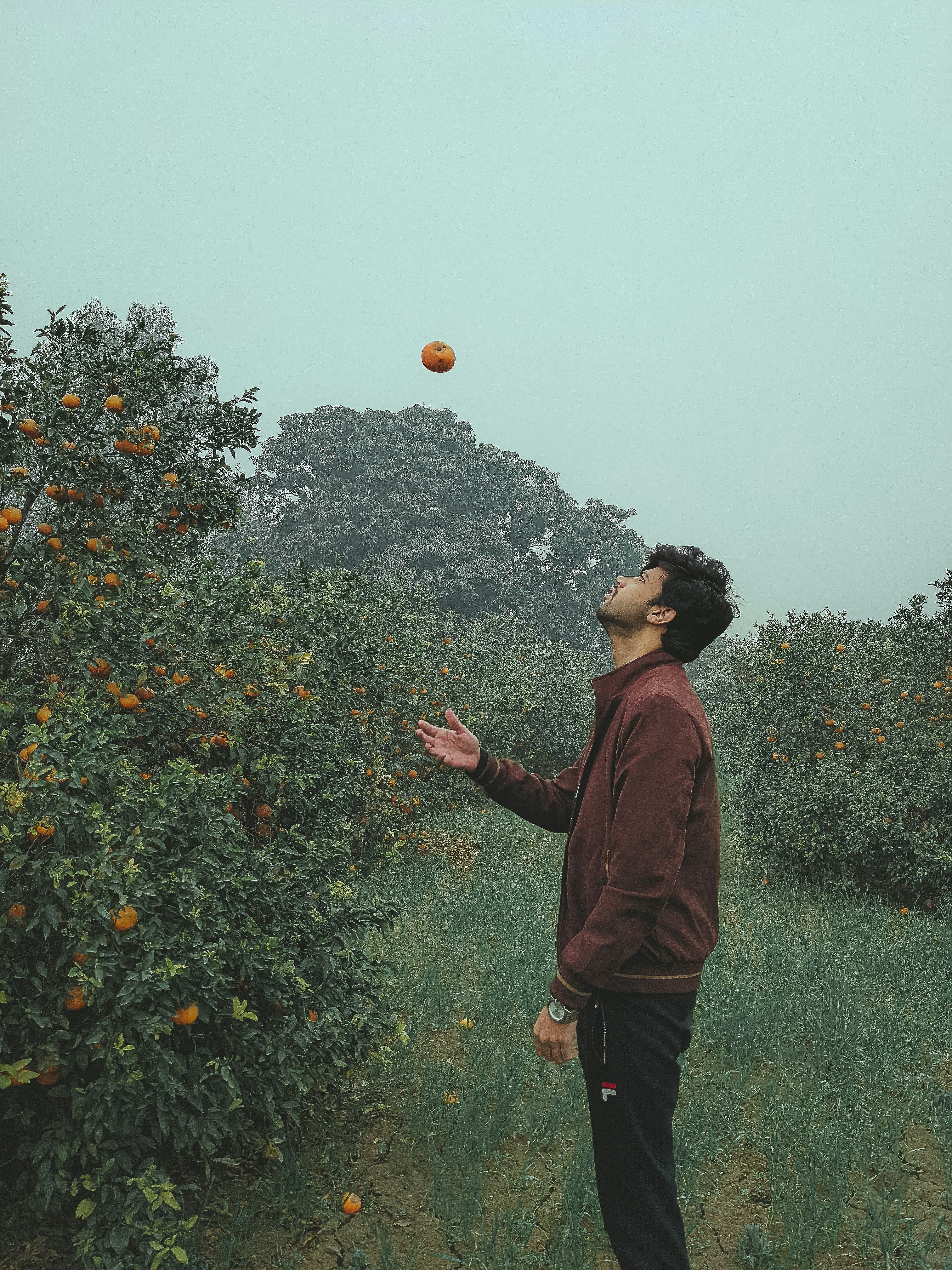 5. Guidance Among the Gadgets: How to Select the Ideal Fruit Picker Tool (Without Going Bananas)