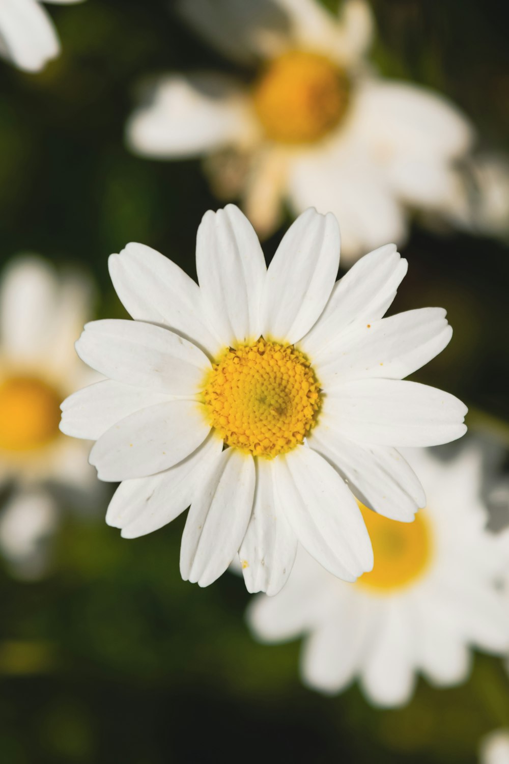 a close up of a white flower with yellow center