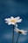 two white daisies with a blue sky in the background