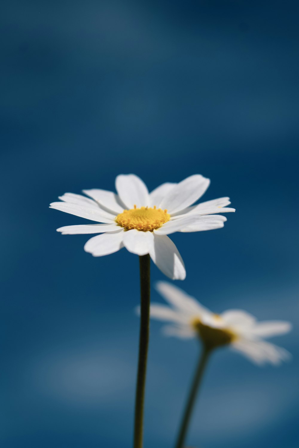 two white daisies with a blue sky in the background