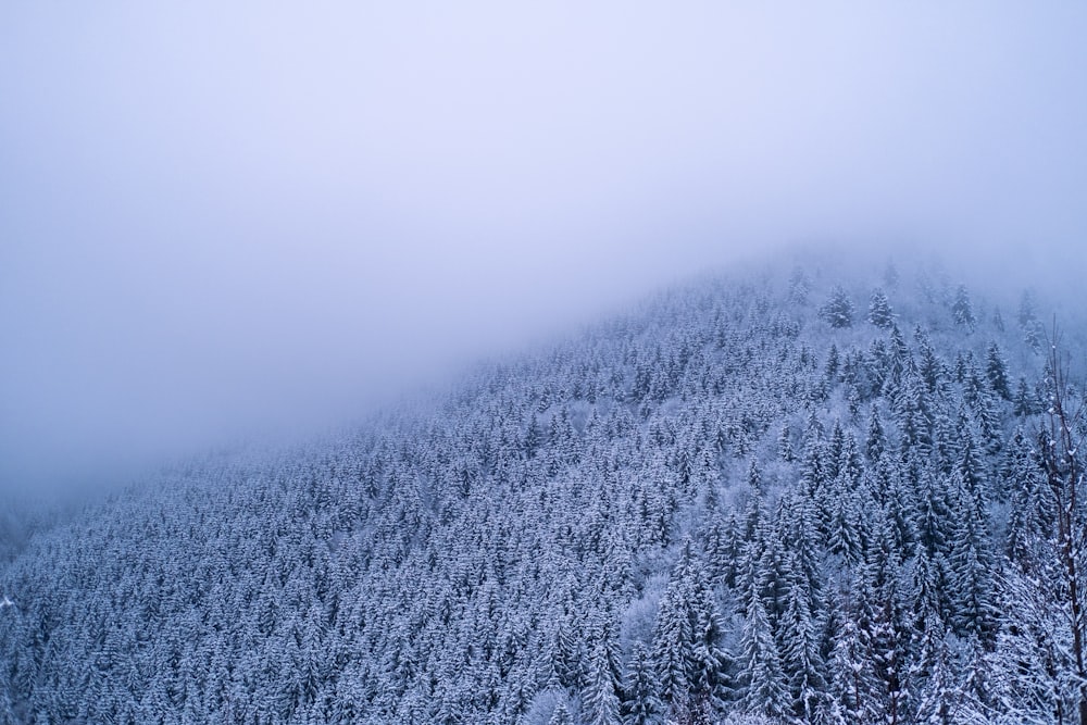 a snowy mountain covered in trees and fog