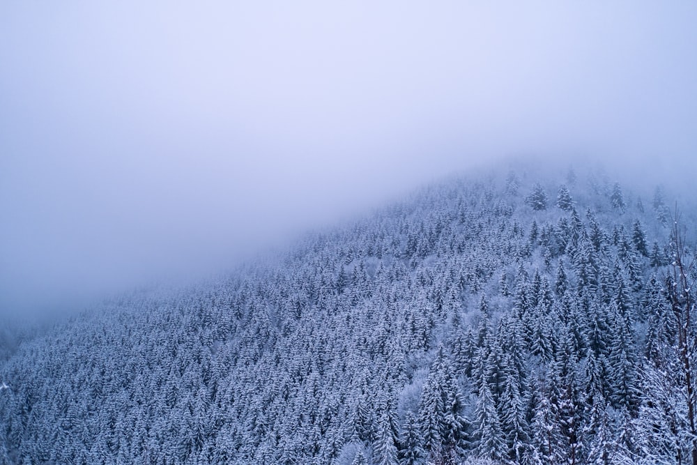 une montagne enneigée couverte d’arbres et de brouillard