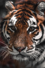 a close up of a tiger looking at the camera