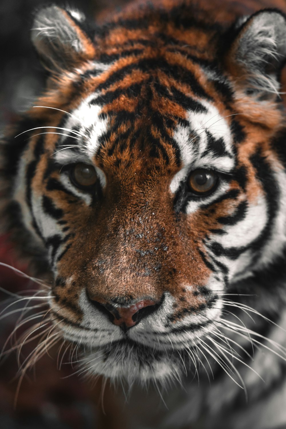 a close up of a tiger looking at the camera