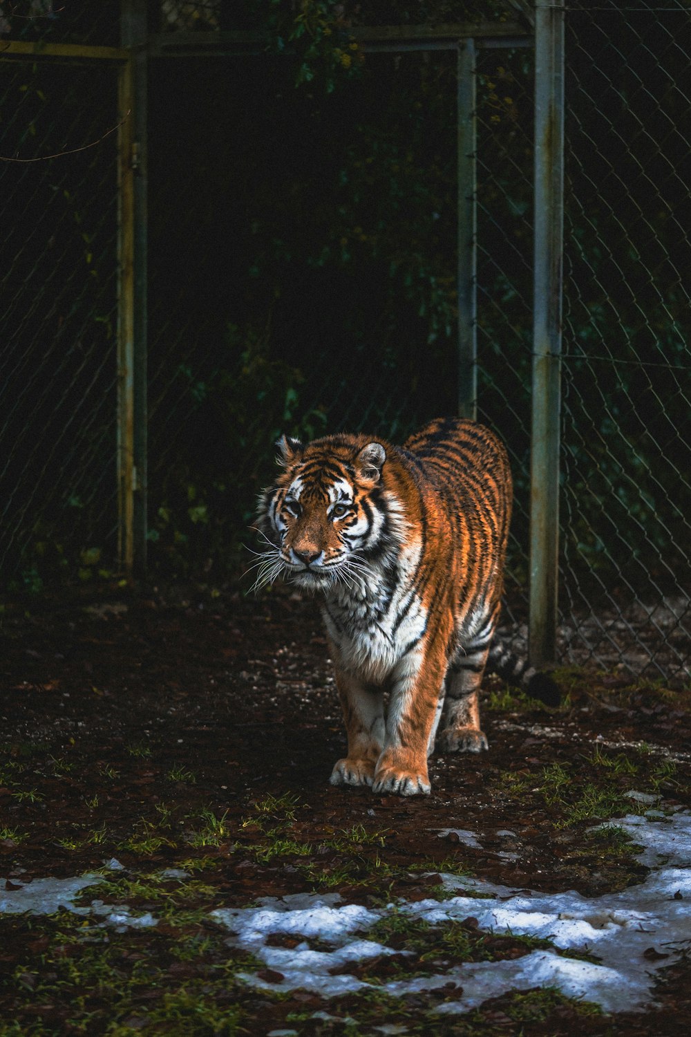 a tiger walking in a fenced in area