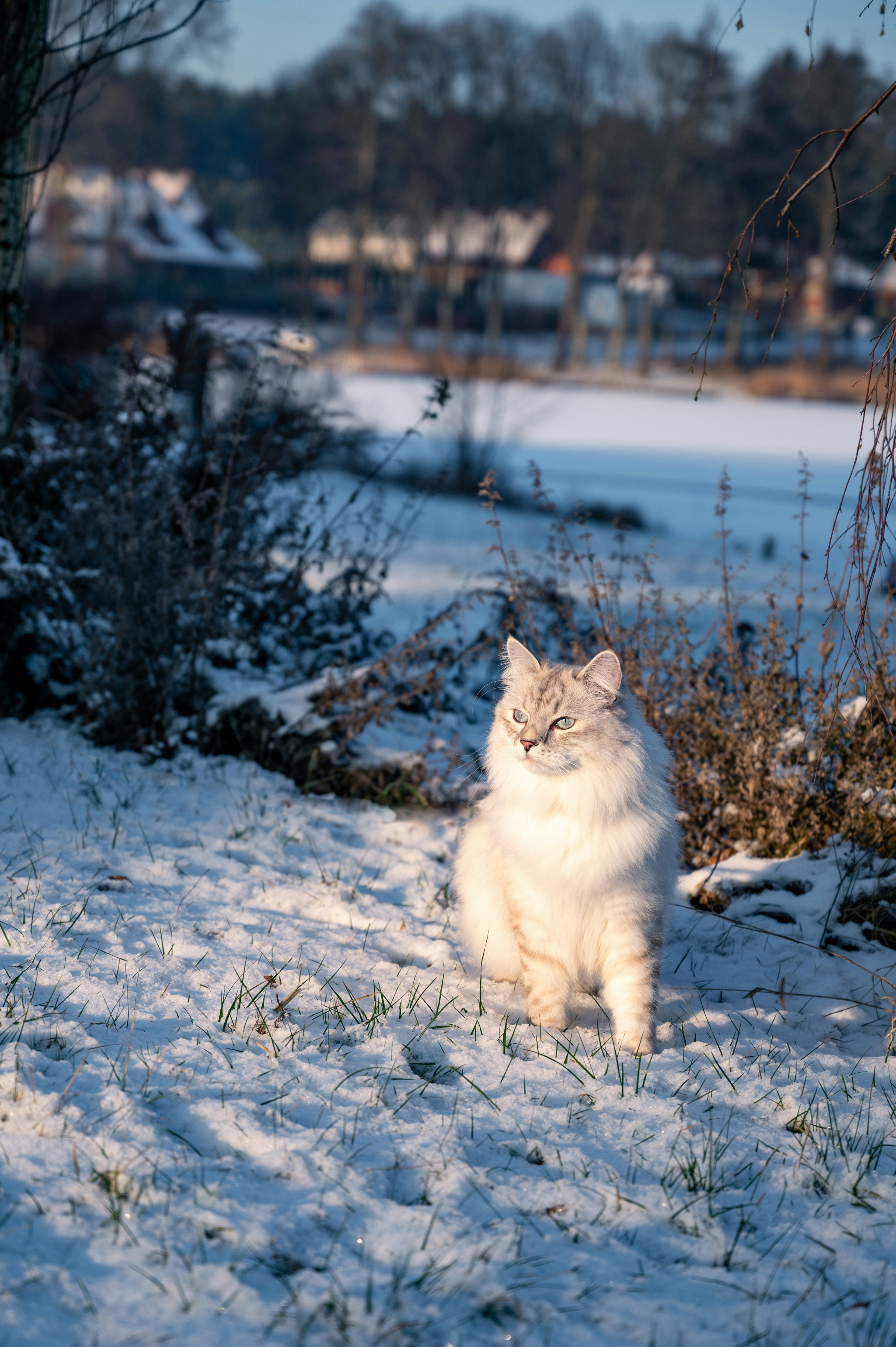 Unrivaled Warmth—Inside and Out (image credits: unsplash)