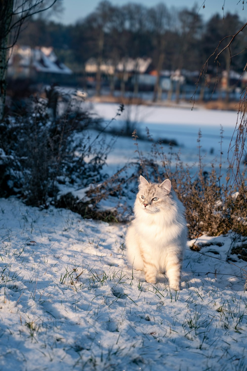 a white cat is sitting in the snow
