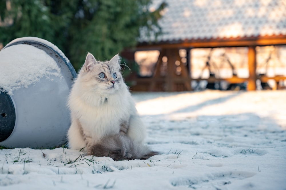a cat sitting in the snow next to a barrel